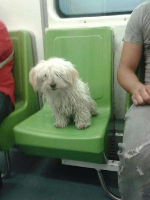 perrito sentado en el metro