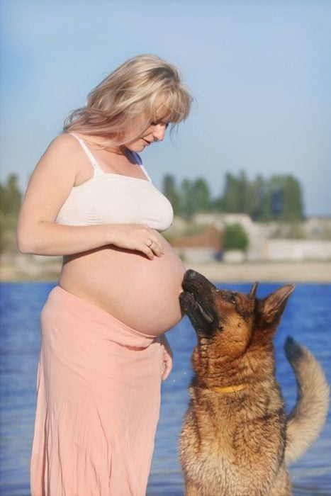 pastor alemán con embarazada