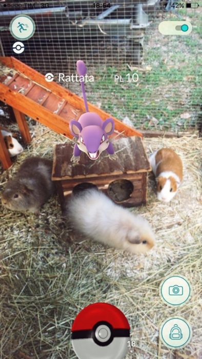 pokémon ratón con hamsters reales