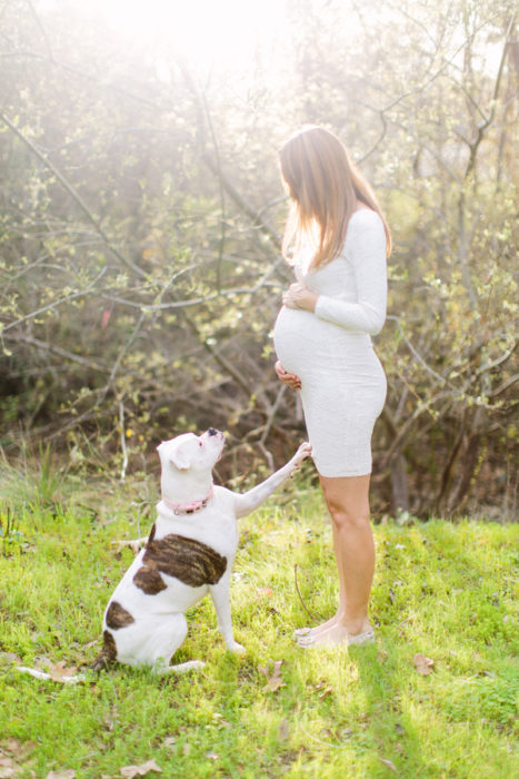 perrito educado y mujer embarazada