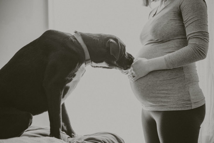 perrito olfateando el vientre de una embarazada