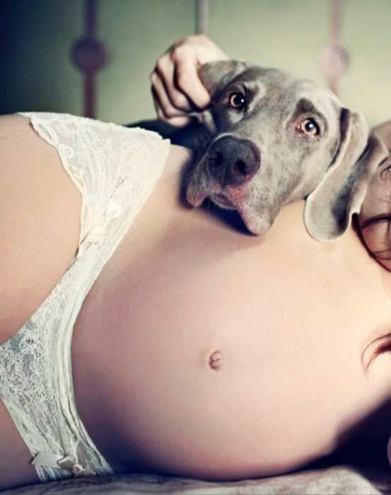 perrito gris sobre mujer embarazada