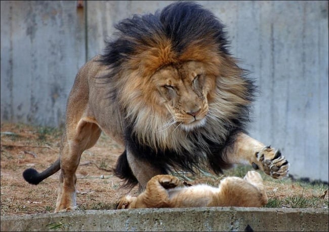 Papá león a punto de arañar al león bebé