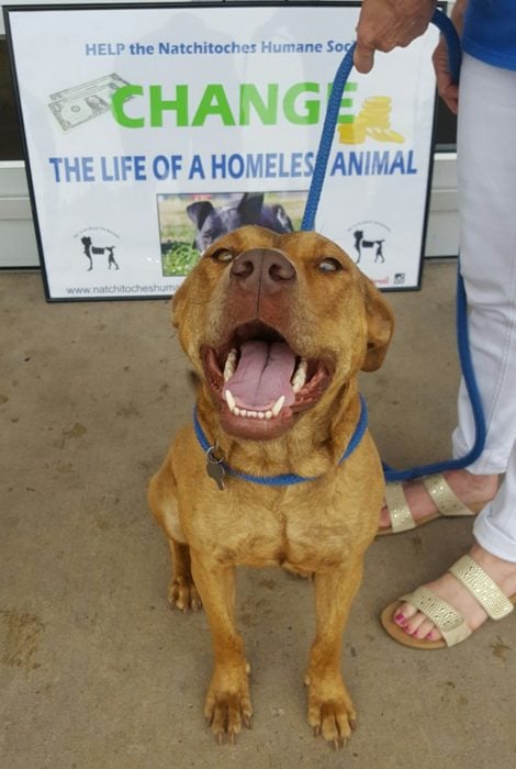 perrito pitbull sonriendo