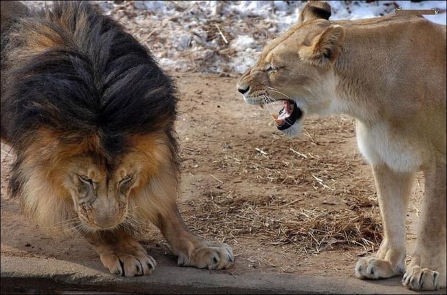 Mamá leona gruñéndole a papá león y él tiene actitud de regañado