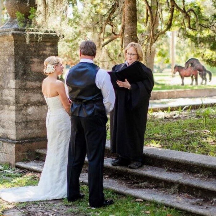 boda caballos en el fondo