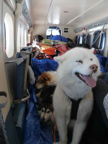 perrito blanco en un avión