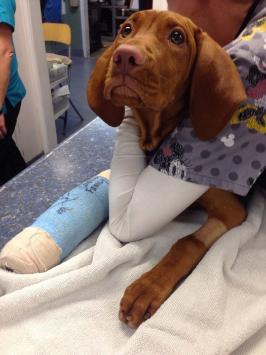 perro con la pata rota en la veterinaria