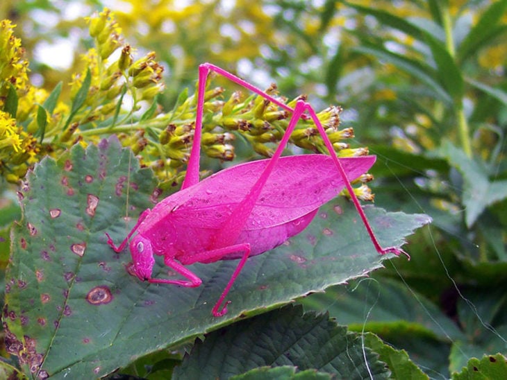 insecto rosa