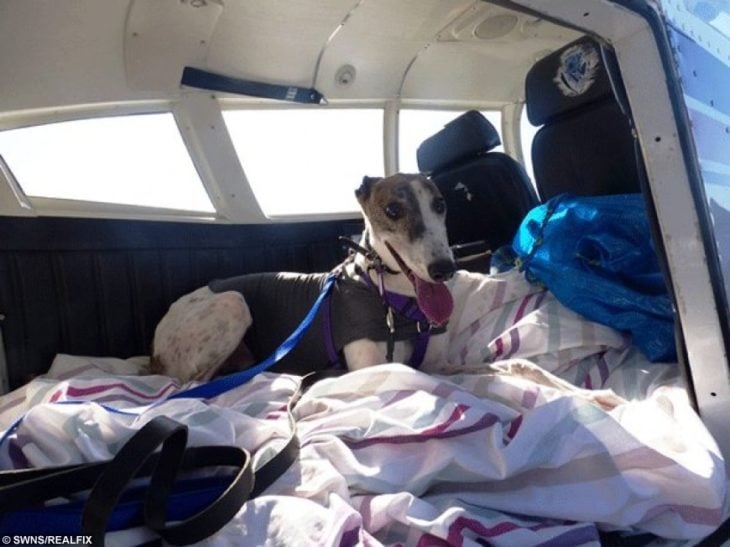 perro acostado en un avión 