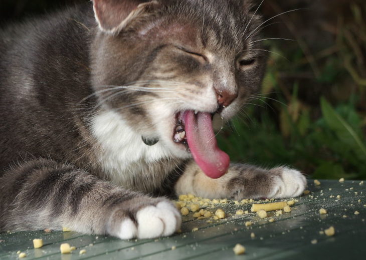 gato con mal sabor de boca