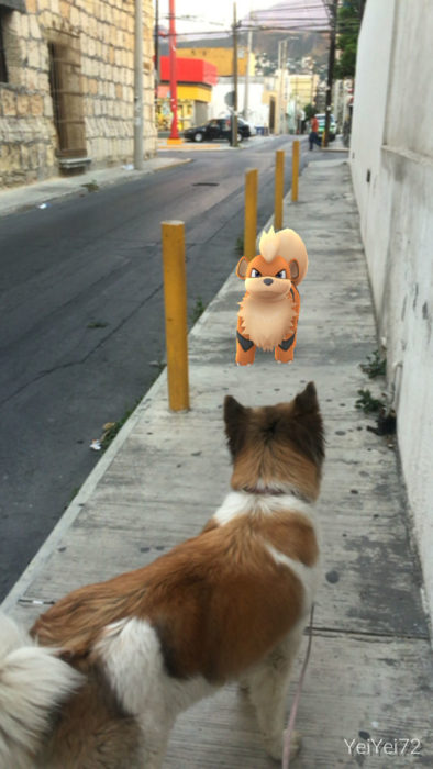 perro frente a un pokémon que parece un perro