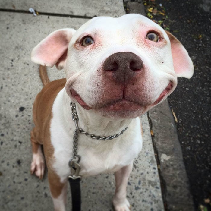 perro pitbull blanco con cafe sonriendo