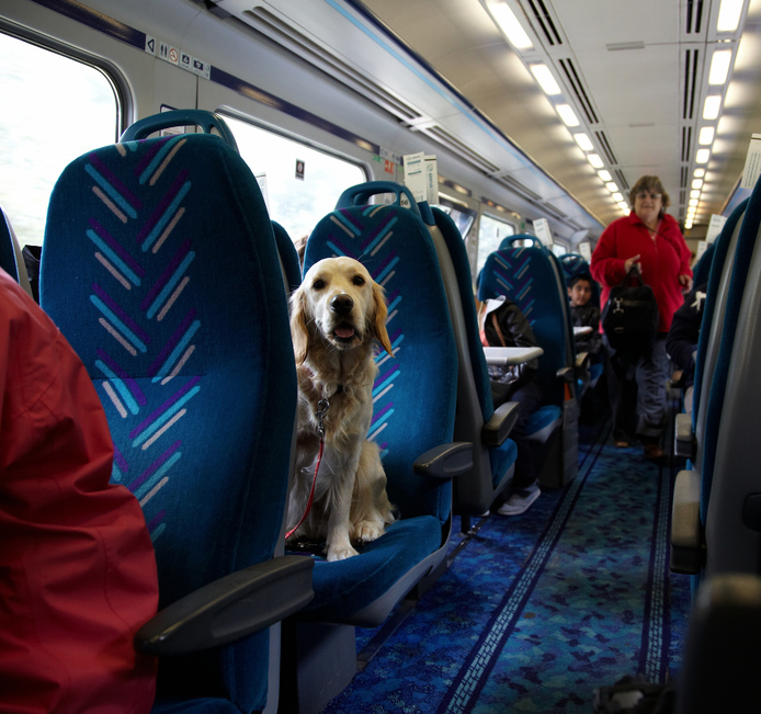 perro en avión