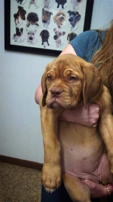 perrito gordo en el veterinario