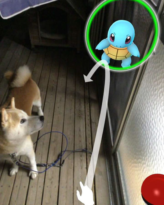 perro viendo un pokémon go