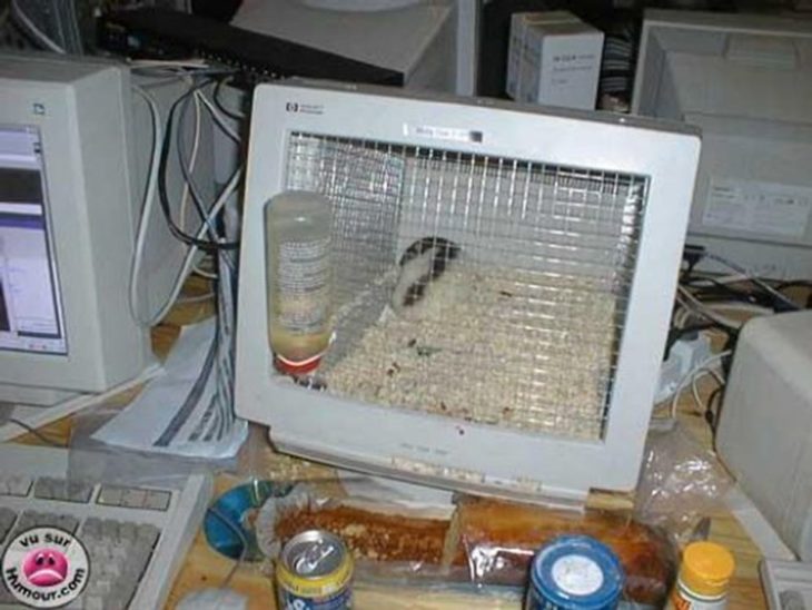 hamster dentro de un monitor viejo