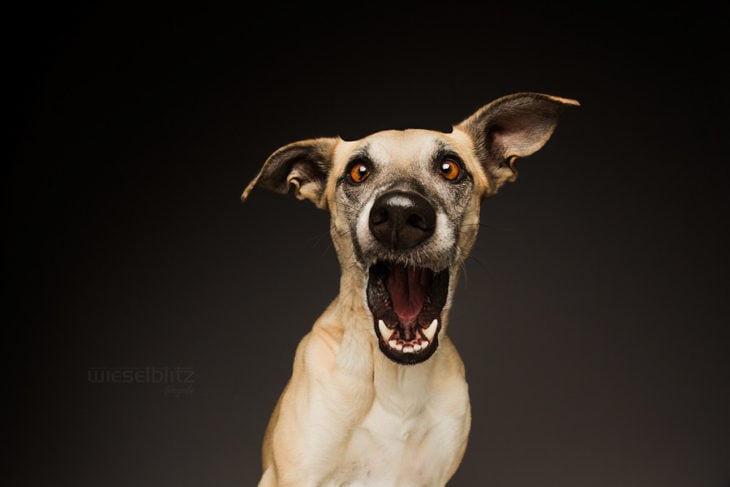 perro con cara de sorprendido