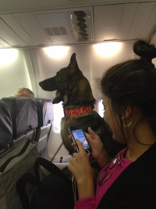 pastor alemán en avión