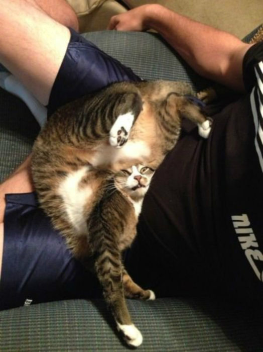 gato posiciión de yoga