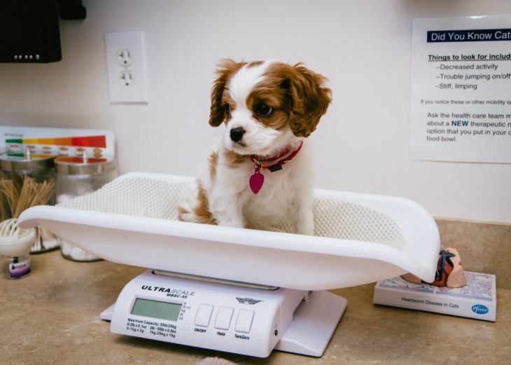 perrito en báscula veterinario