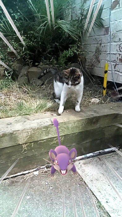 gato y ratón pokémon