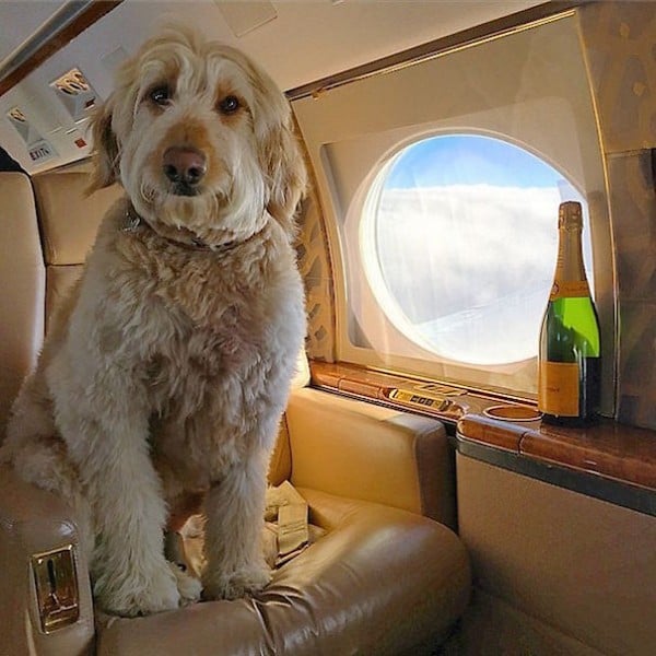 perro rico en un avión 