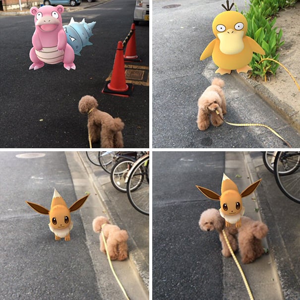 muchas fotos de perrito con pokemones