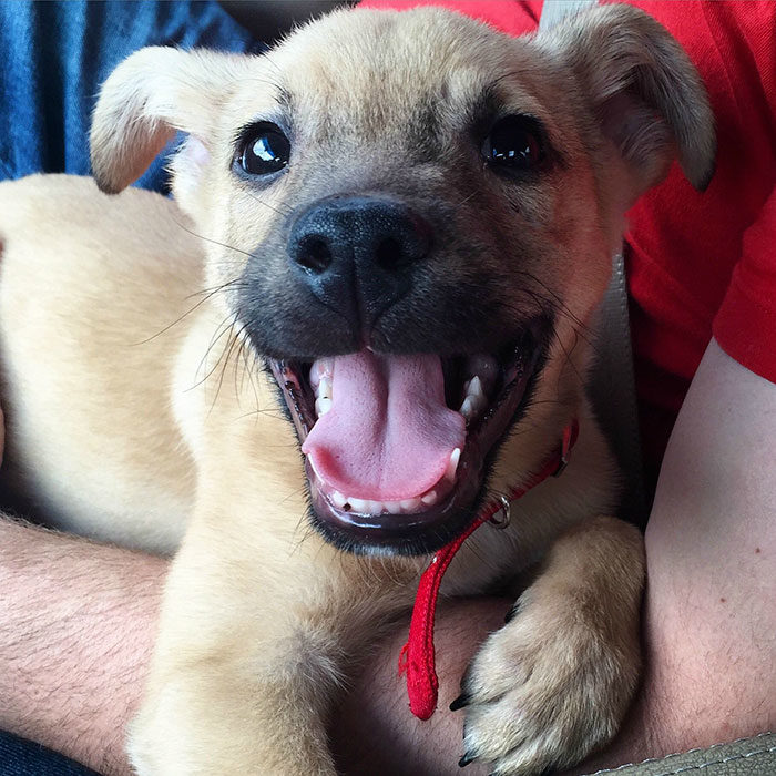 cachorro sonriendo