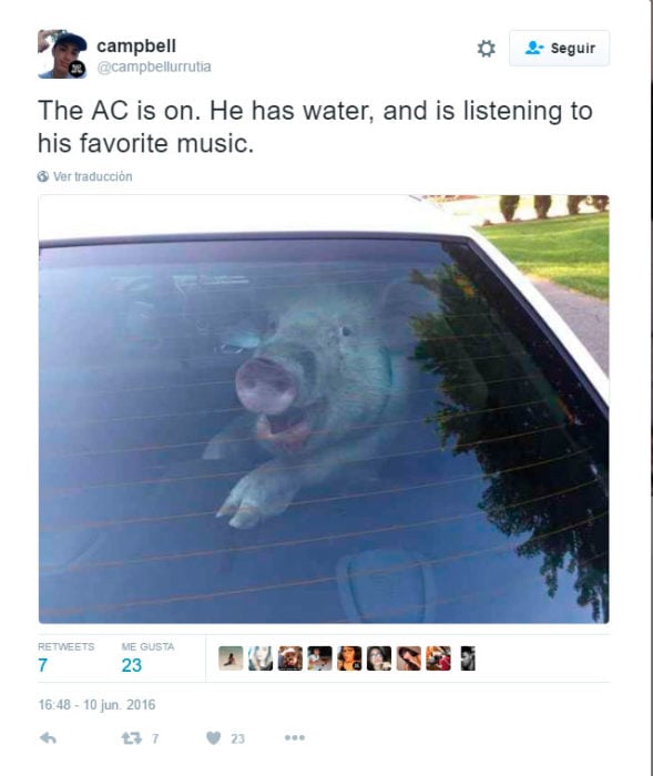 puerquito feliz dentro de un coche