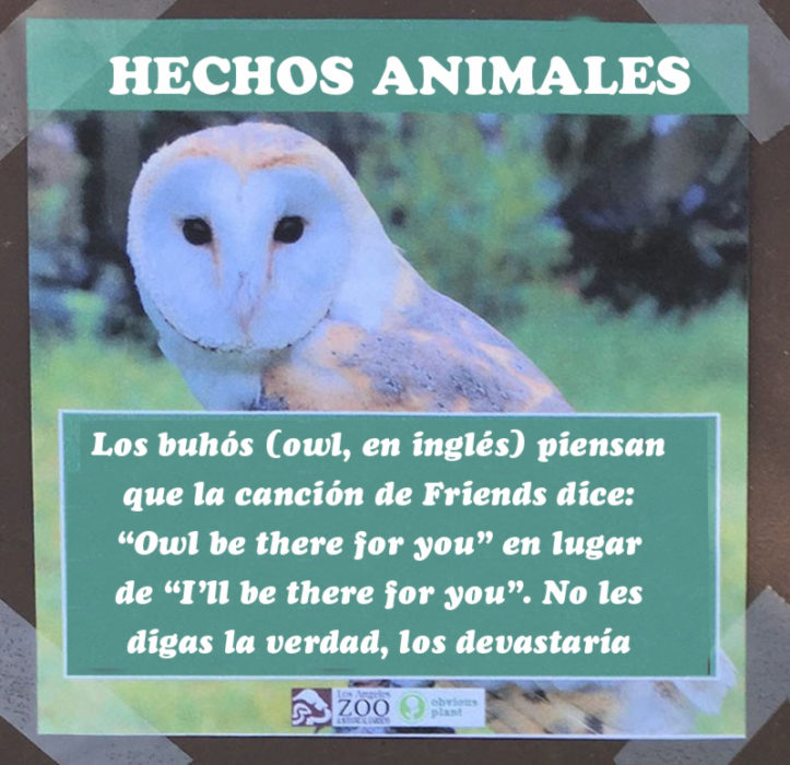 Búho canción Friends hecho animal