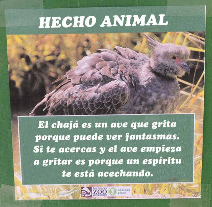 Chajá ve fantasmas hecho animal