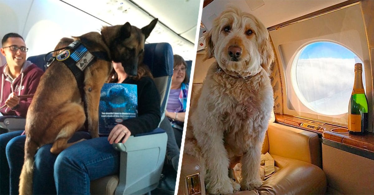 18 imágenes de perros en aviones que alegrarán tu corazón