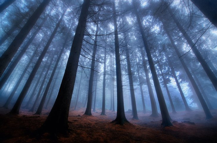 bosque en la noche