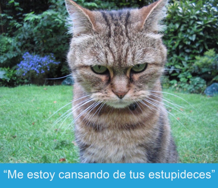 Expresiones-gato-(Gato con cara de enojo