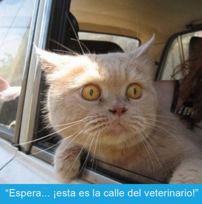 Expresiones-gato- Gato con cara de susto