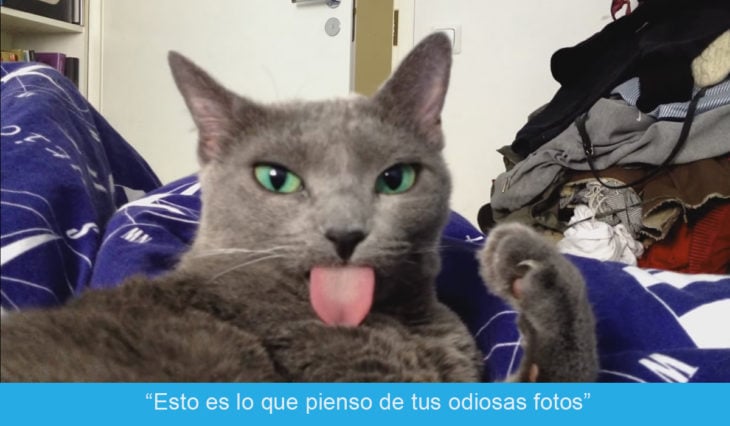 Expresiones-gato Gato sacando la lengua