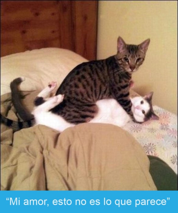 Expresiones-gato-(Dos gatos en la cama