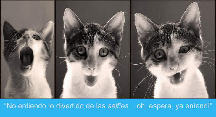 Expresiones-gato- Selfie de gato