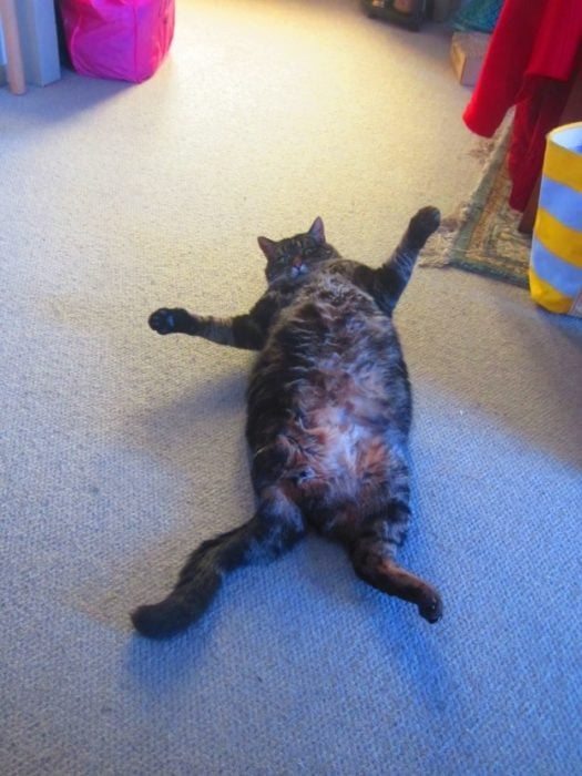 gato gordo voltado
