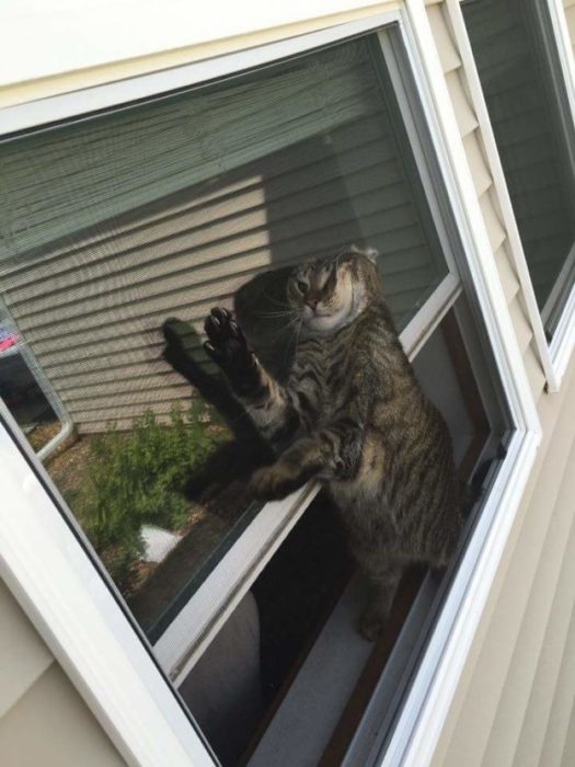 gato atrapado en laventara