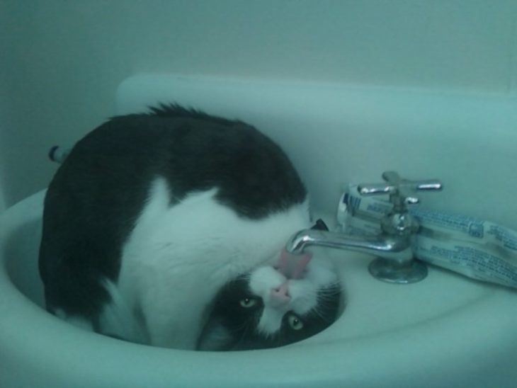 gata tomando agua