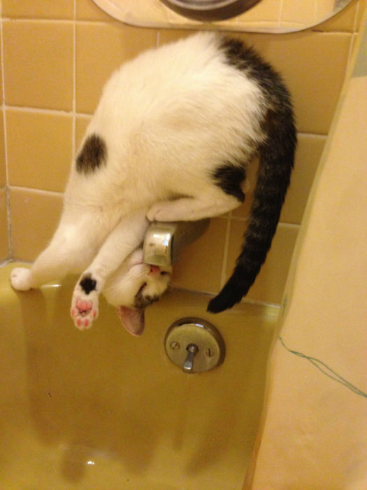 gata tratando de tomar agua desde el hoyo de la bañera