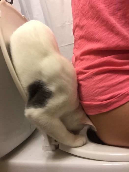 gato jugando en el inodoro