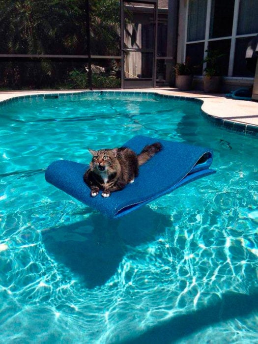 gato en el agua