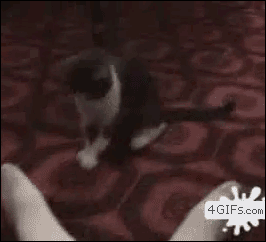 gato que parece que estpa bailando