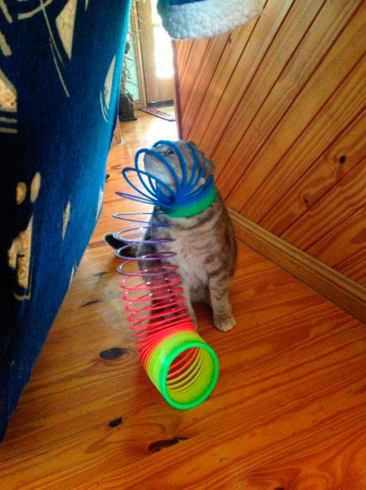 gato jugando con unos aros