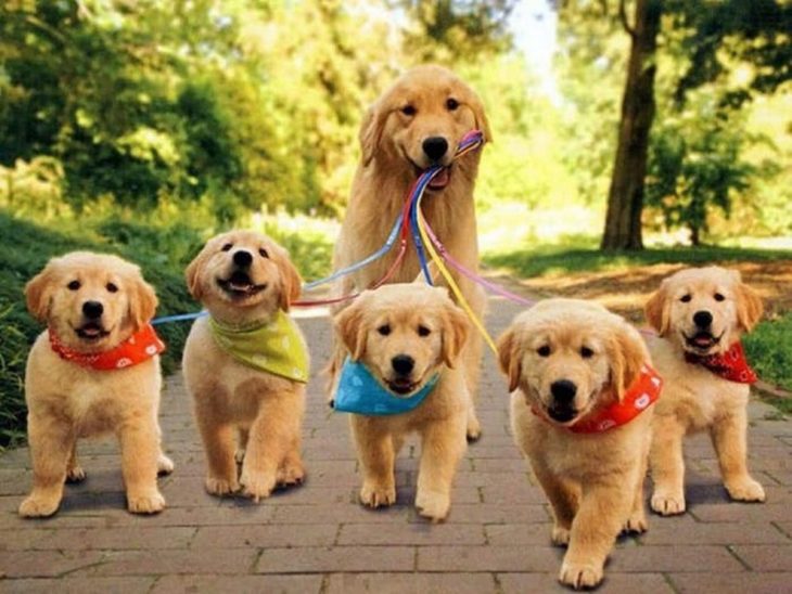 FAMILIA DE LABRADORES DANDO UN PEQUEÑO PASEO