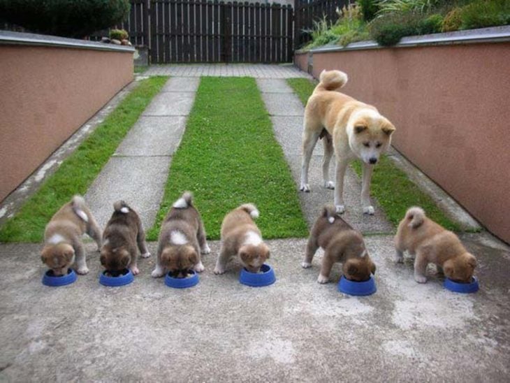 akita viendo comer a sus perritos