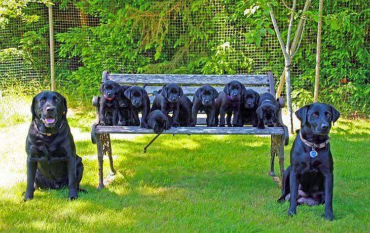 perritos negro obedientes